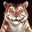 Tigris